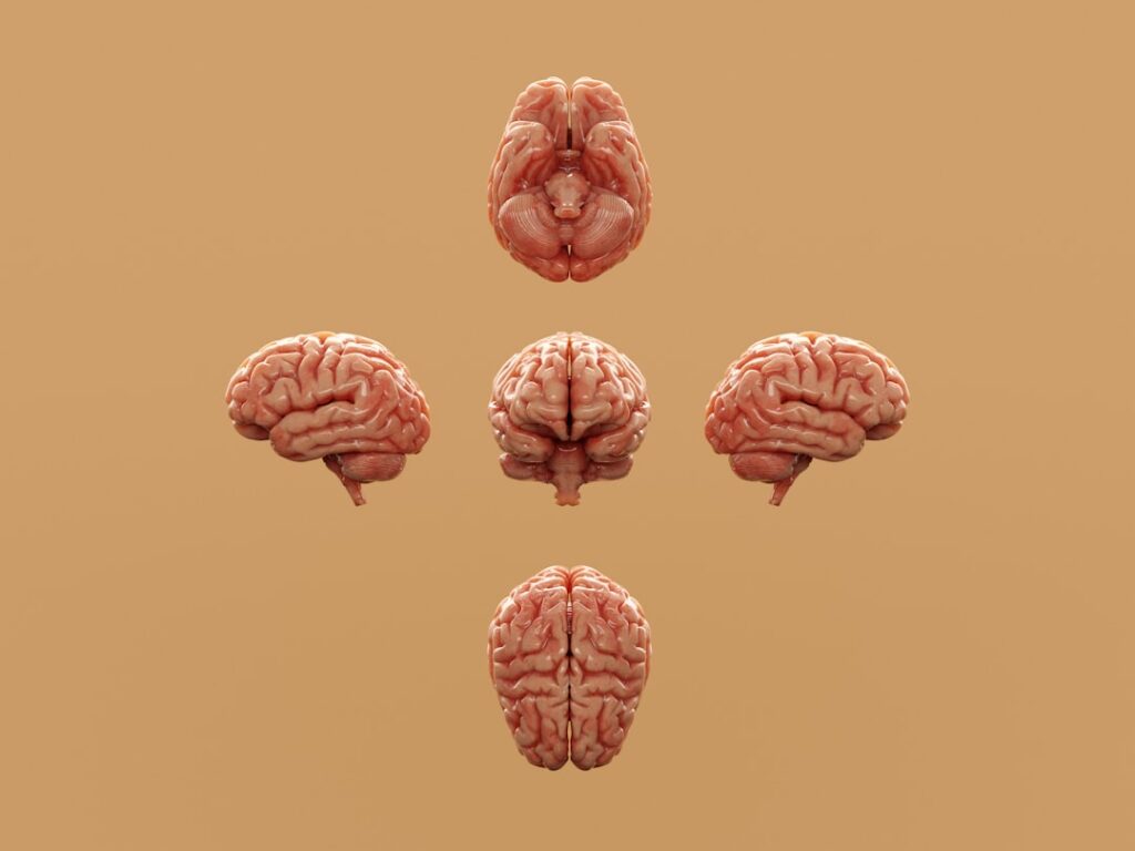 Varias Perspectivas De Um Cerebro Humano Sao Exibidas Vd JLio94Wo